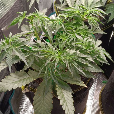 Gorilla Glue growlog timeline photo