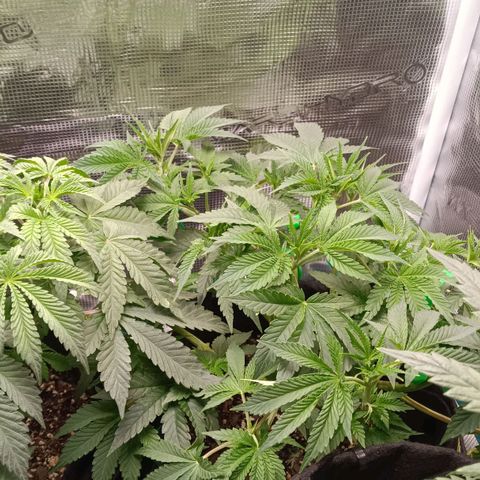 Gorilla Glue growlog timeline photo