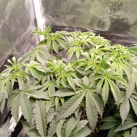 Gorilla Glue growlog timeline photo