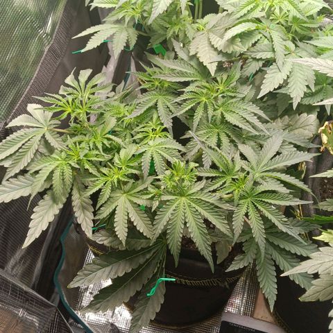 Gorilla Glue growlog timeline photo