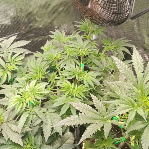 Gorilla Glue growlog timeline photo