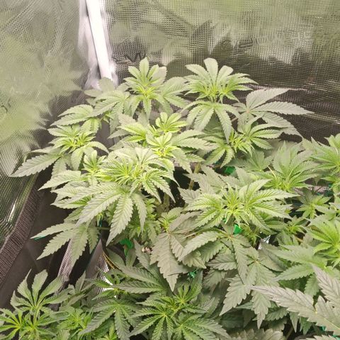 Gorilla Glue growlog timeline photo