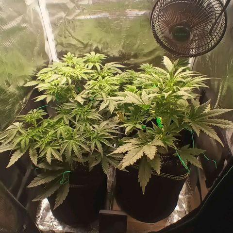 Gorilla Glue growlog timeline photo