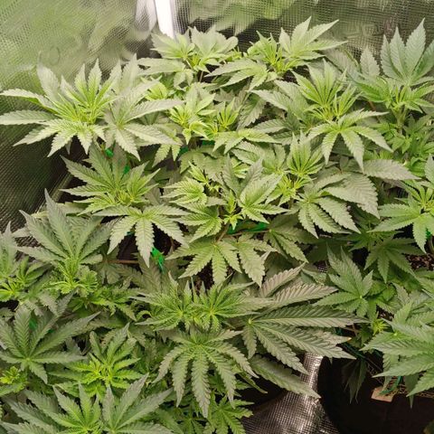 Gorilla Glue growlog timeline photo