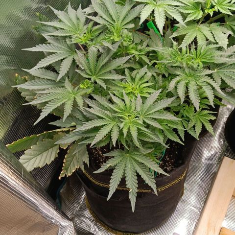 Gorilla Glue growlog timeline photo