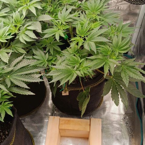 Gorilla Glue growlog timeline photo