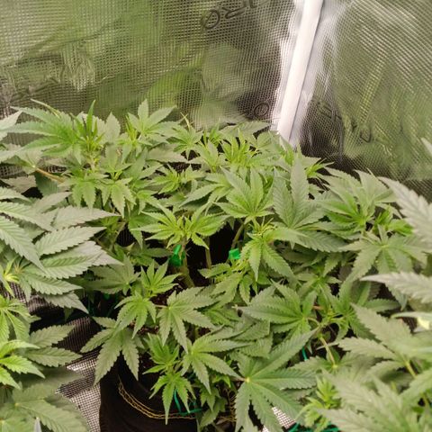 Gorilla Glue growlog timeline photo