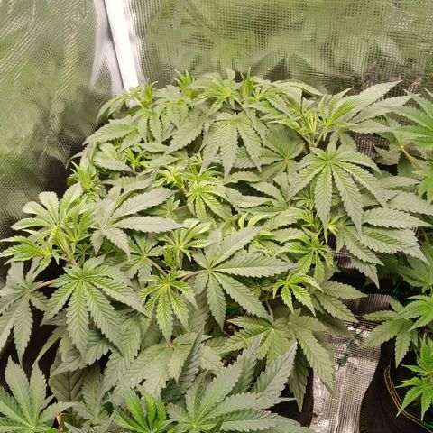 Gorilla Glue growlog timeline photo