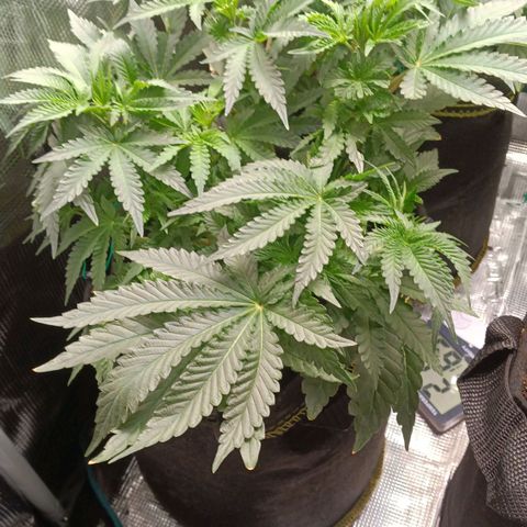Gorilla Glue growlog timeline photo
