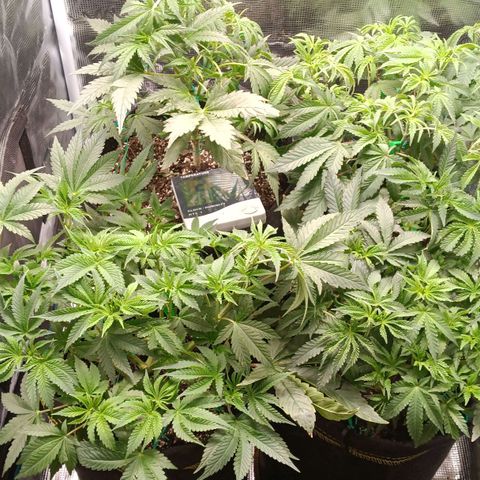 Gorilla Glue growlog timeline photo