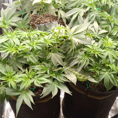 Gorilla Glue growlog timeline photo