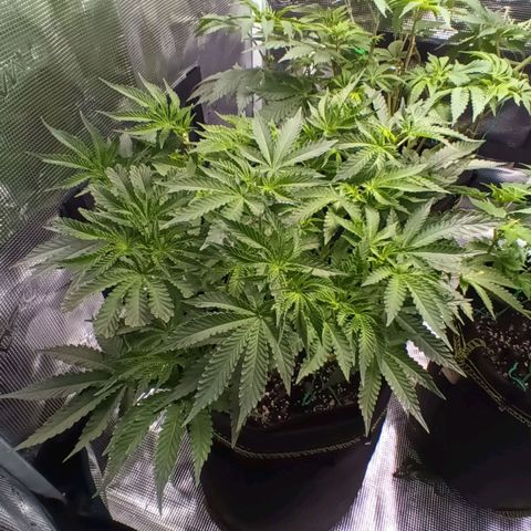 Gorilla Glue growlog timeline photo
