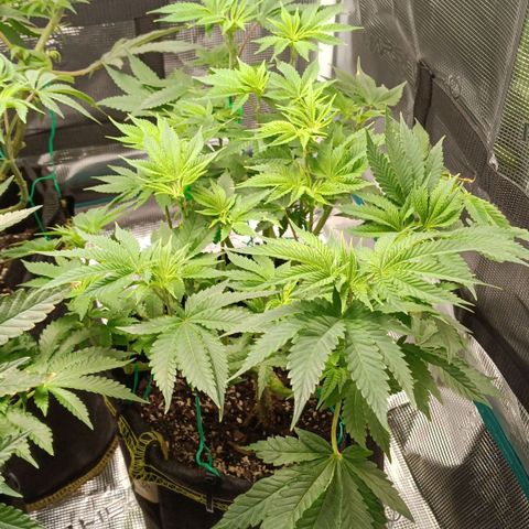 Gorilla Glue growlog timeline photo