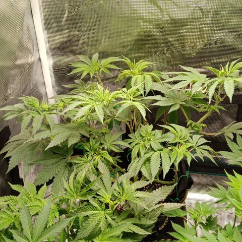 Gorilla Glue growlog timeline photo