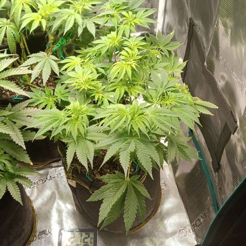 Gorilla Glue growlog timeline photo