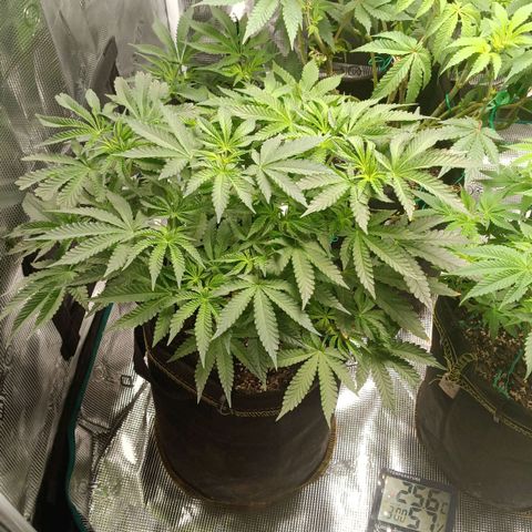 Gorilla Glue growlog timeline photo