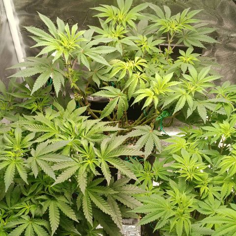Gorilla Glue growlog timeline photo