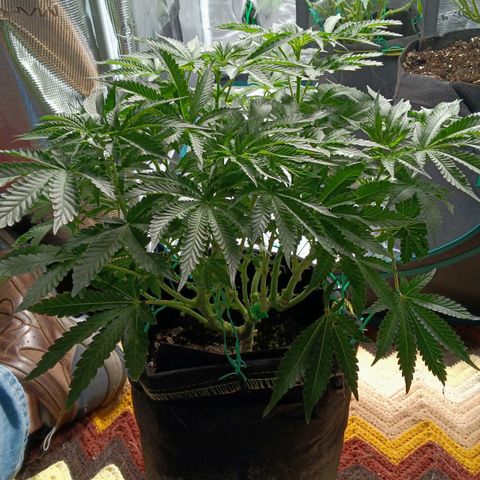 Gorilla Glue growlog timeline photo