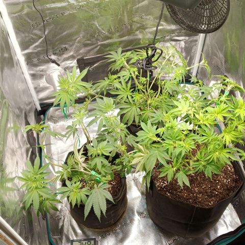Gorilla Glue growlog timeline photo