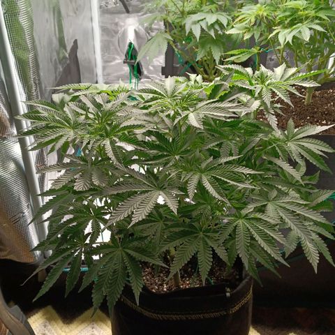Gorilla Glue growlog timeline photo