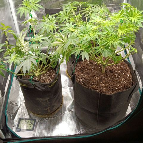 Gorilla Glue growlog timeline photo