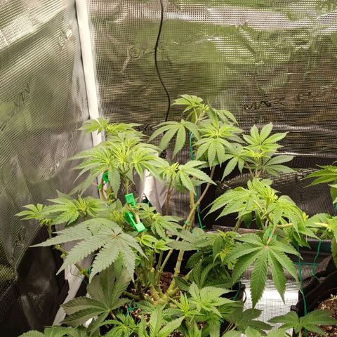 Gorilla Glue growlog timeline photo