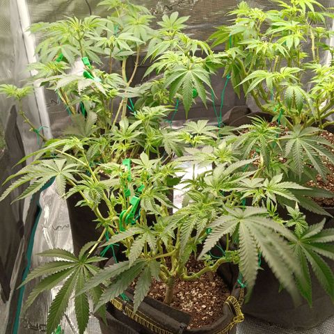 Gorilla Glue growlog timeline photo