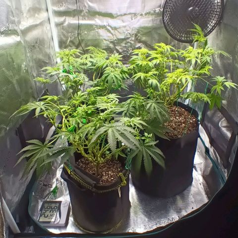 Gorilla Glue growlog timeline photo