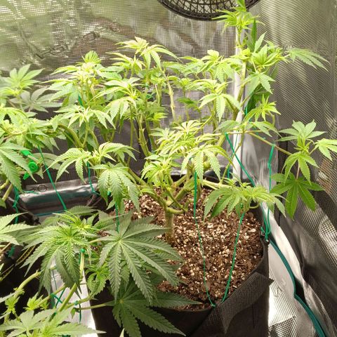 Gorilla Glue growlog timeline photo