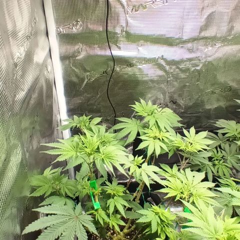 Gorilla Glue growlog timeline photo