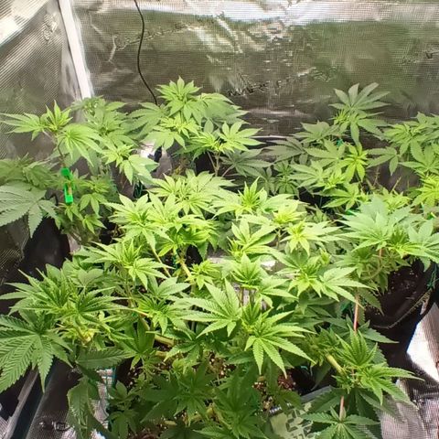 Gorilla Glue growlog timeline photo