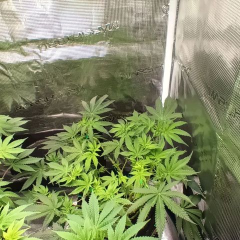 Gorilla Glue growlog timeline photo