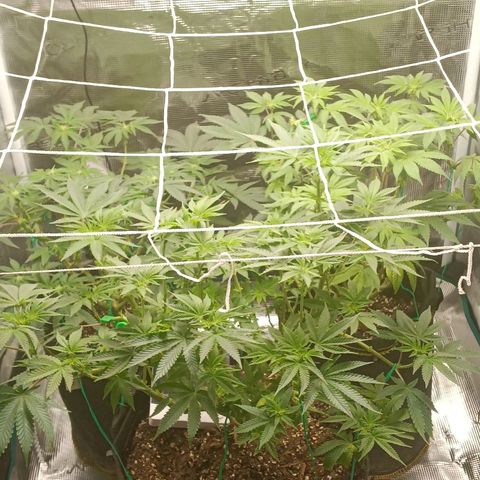 Gorilla Glue growlog timeline photo