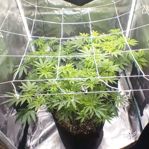 Gorilla Glue growlog timeline photo