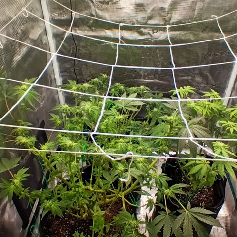 Gorilla Glue growlog timeline photo