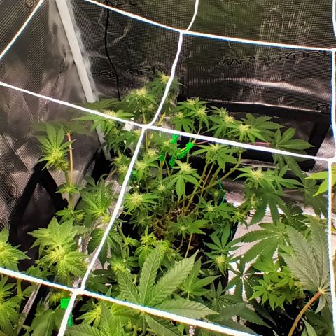 Gorilla Glue growlog timeline photo
