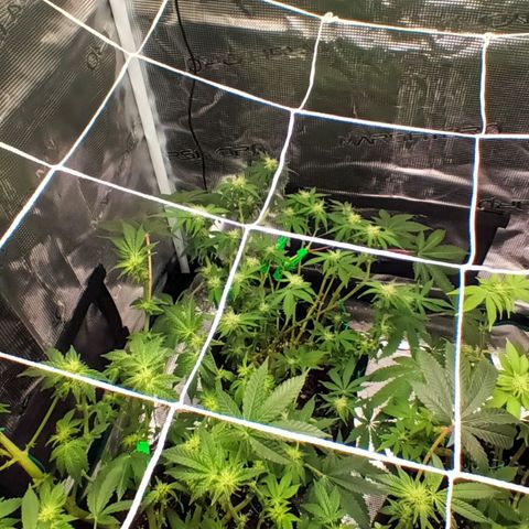 Gorilla Glue growlog timeline photo