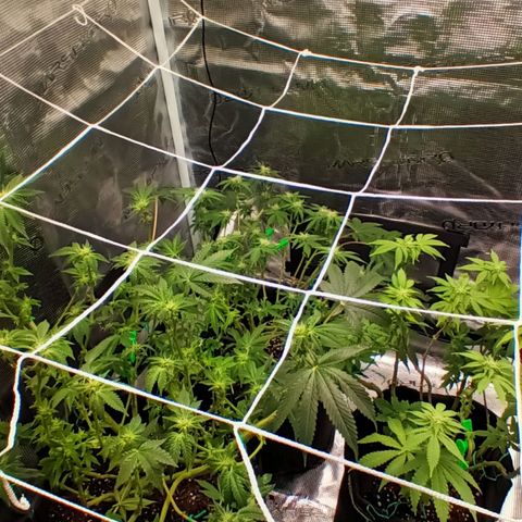 Gorilla Glue growlog timeline photo