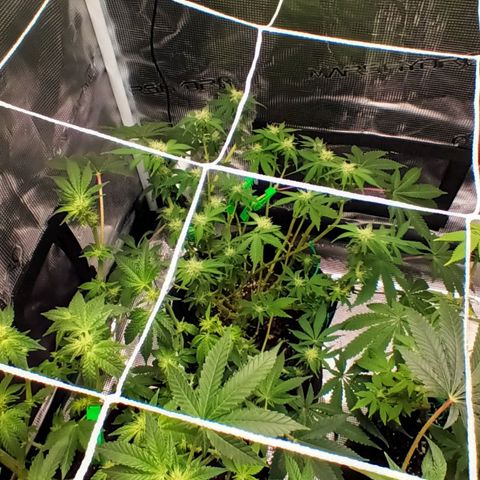 Gorilla Glue growlog timeline photo
