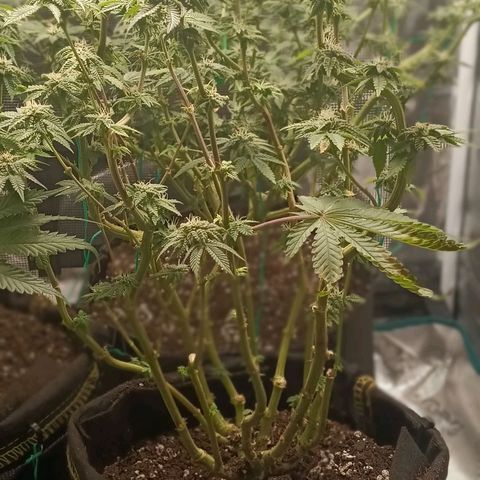 Gorilla Glue growlog timeline photo