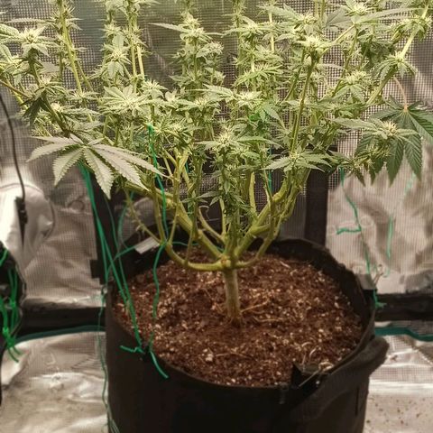 Gorilla Glue growlog timeline photo