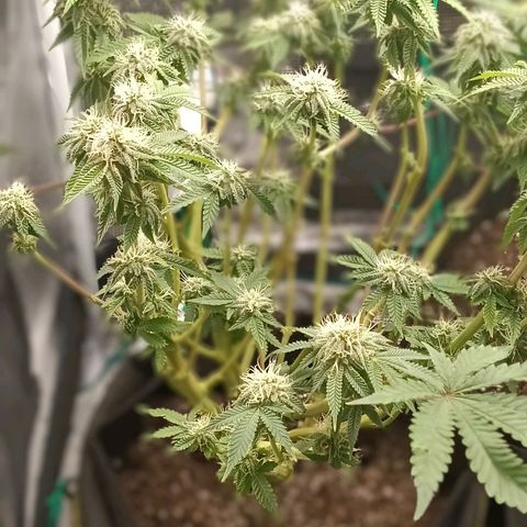 Gorilla Glue growlog timeline photo