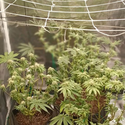 Gorilla Glue growlog timeline photo