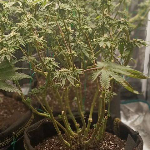 Gorilla Glue growlog timeline photo