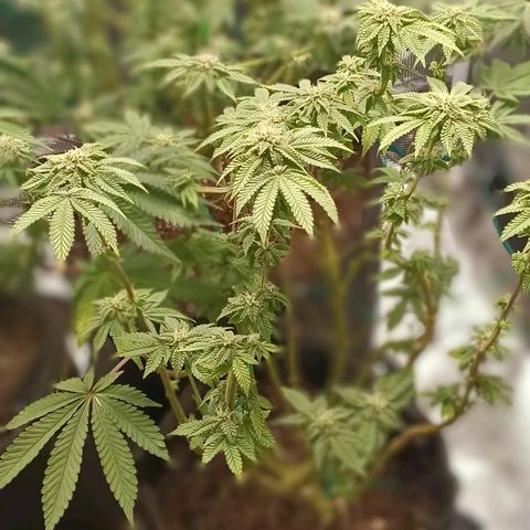 Gorilla Glue growlog timeline photo