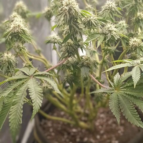 Gorilla Glue growlog timeline photo