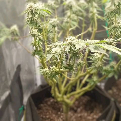 Gorilla Glue growlog timeline photo