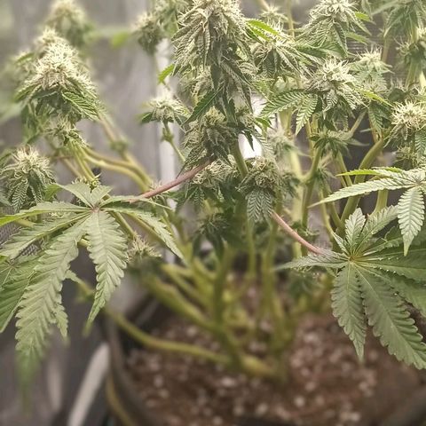 Gorilla Glue growlog timeline photo
