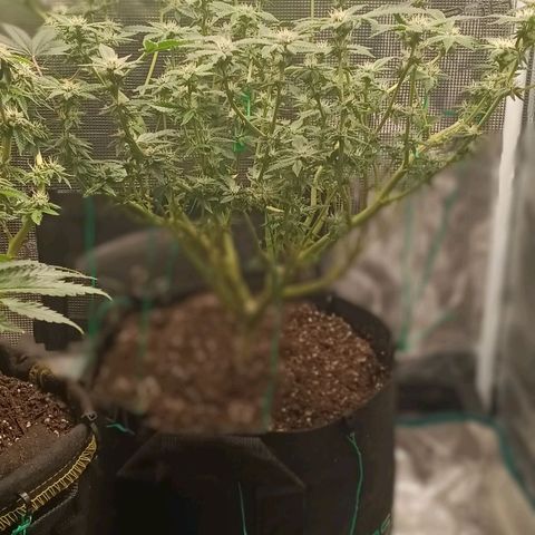 Gorilla Glue growlog timeline photo