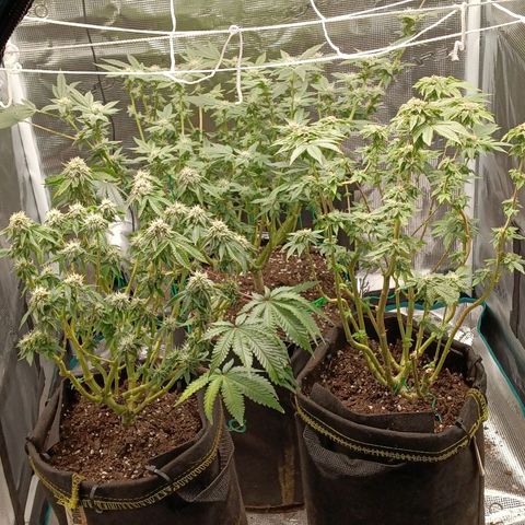Gorilla Glue growlog timeline photo